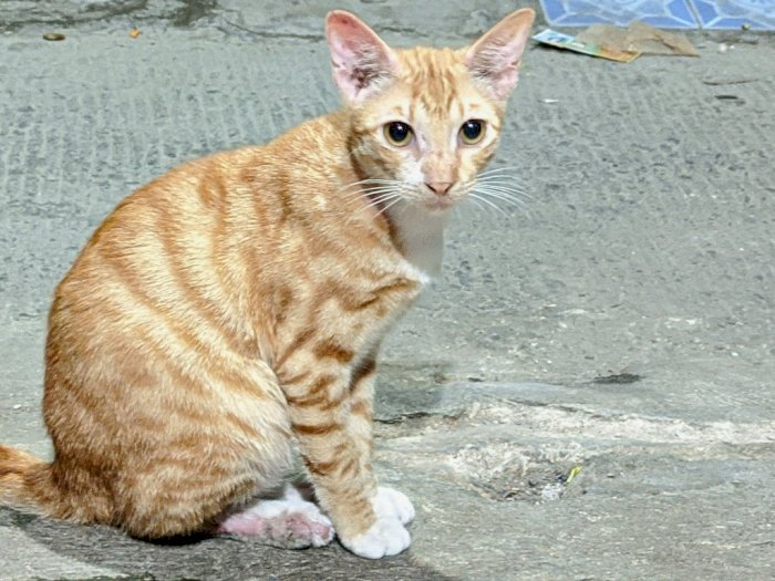 5 Fakta Unik Kucing Oren yang Jarang Disadari, Salah Satunya Paling Ramah dengan Manusia