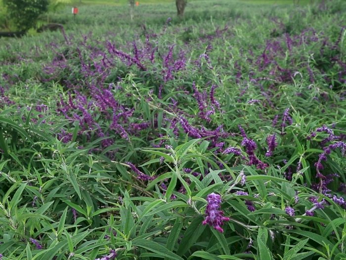 Mirip di Luar Negeri, Indonesia Ternyata Punya Taman Bunga Lavender Cantik Seluas 4 Km!