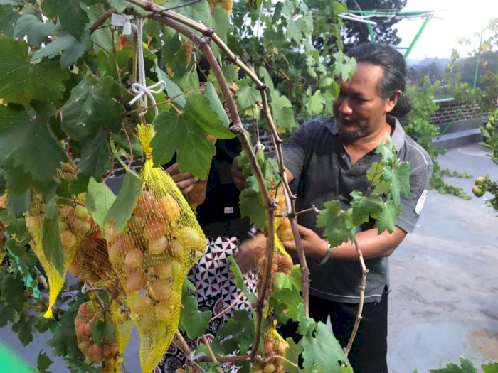 Enggak Nyangka! Di Tangan Dokter, Anggur Impor Ternyata Bisa Tumbuh Subur di Tanah Cirebon