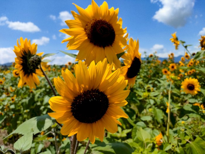 Fakta Unik Bunga Matahari, Jelmaan Peri Cantik yang Patah Hati hingga Bikin Panjang Umur