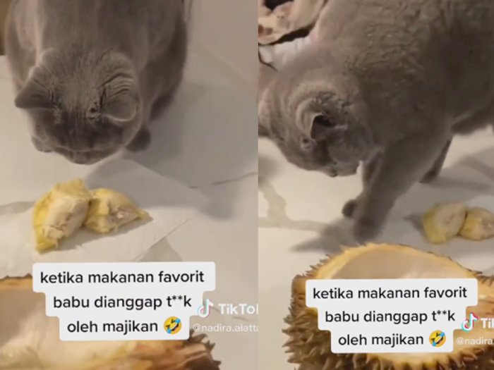 Gemas! Reaksi Kucing saat Disodorkan Durian, Langsung Garuk Lantai Disangka Kotoran
