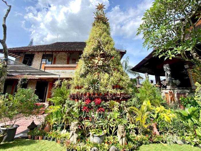 Indahnya Toleransi di Bali, Ada Pohon Natal Go Green dari Ratusan Tanaman Hias