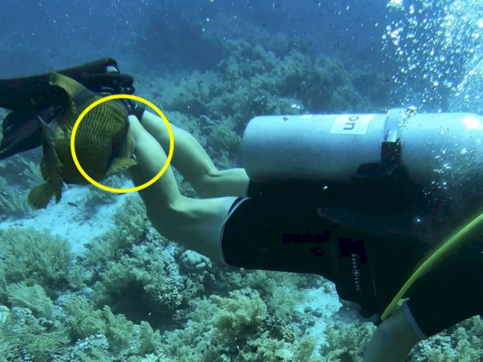 Waduh! Pria Ini Digigit Ikan Triggerfish saat Asik Diving di Sharm el-Sheikh Mesir