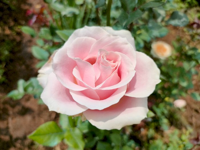 4 Mitos Mistis Bunga Mawar, Bisa Menangkal Santet hingga Manggil Setan!