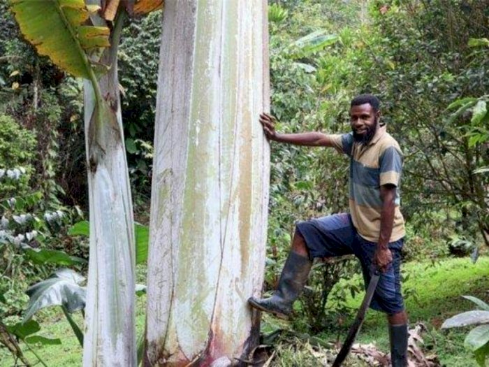 Viral! Pisang Terbesar di Dunia Ada di Papua, 7 Kali Lebih Tinggi dari Pohon Pisang Biasa