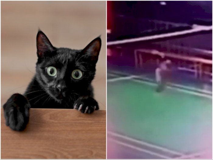 Viral Kucing Jago Main Bulu Tangkis, Diberi Julukan Lee Kuu Cing hingga Kento Meowmeowta