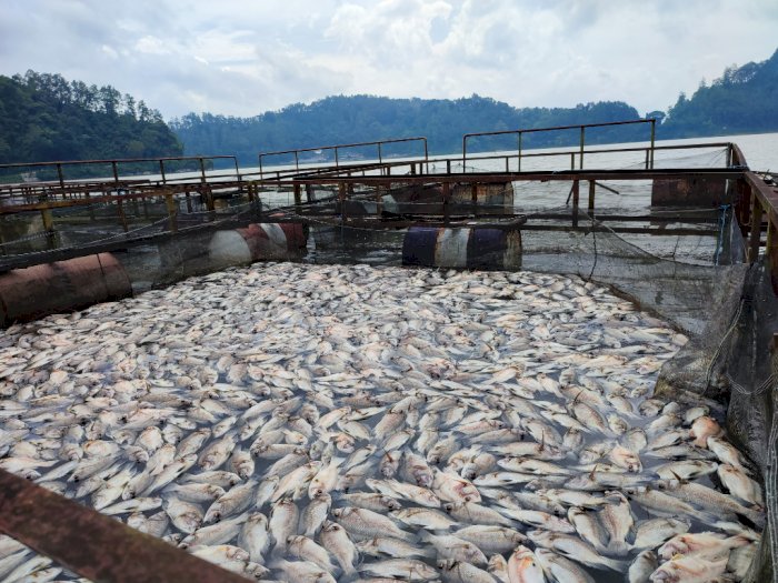Ribuan Ekor Ikan Telaga Ngebel Mati Mendadak, Peternak Ikan Kalang Kabut!