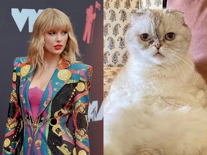 Bukan Main, Kucing Taylor Swift Dinobatkan Jadi Hewan Peliharaan Terkaya di Dunia