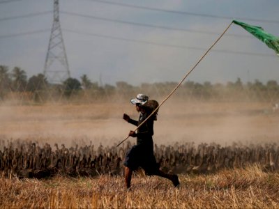 Jarang Diketahui, Petani Thailand Ternyata Gunakan 'Pestisida Bebek' untuk Bersihkan Hama