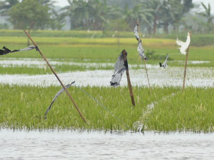 200 Hektar Sawah di Jepara Terendam Banjir, Petani Rugi Ratusan Juta