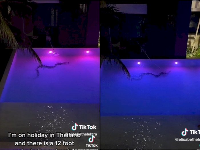 Lagi Liburan di Thailand, Wanita Ini Syok Lihat Ada Ular di Dalam Kolam Renang Hotel