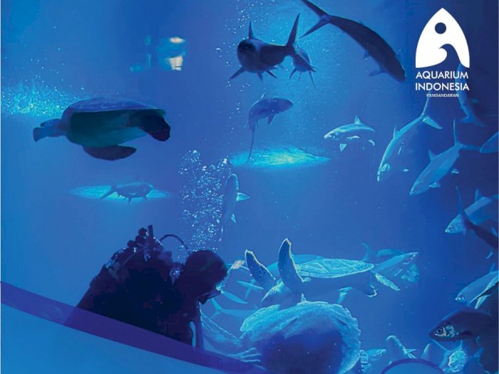 Kerennya Aquarium Indonesia Pangandaran, Salah Satu Aquarium Terpanjang di Indonesia