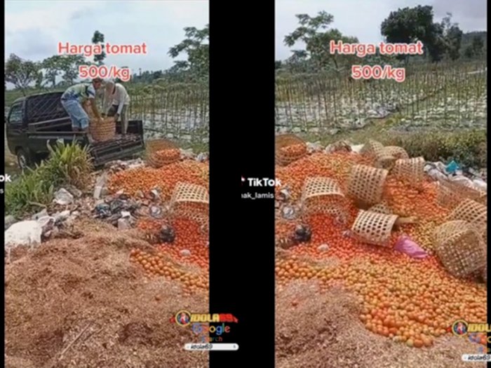 Harga Tomat Anjlok Jadi Rp500 Per Kg, Para Petani Emosi dan Buang Tomat