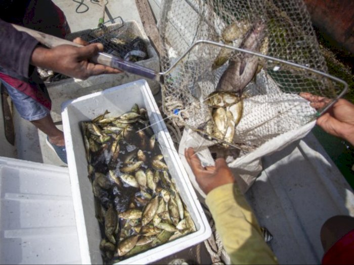 Wujud Ikan Dingkis Makanan Favorit Warga Tionghoa, Banyak Dicari Jelang Imlek