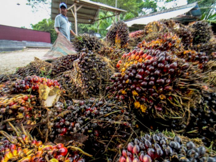 Kasus Lahan Sawit Inhu Riau, Saksi Sebut Duta Palma Tak Bisa Diproses Hukum