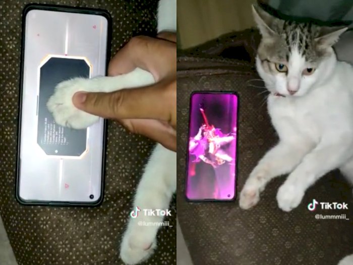 Kucing Pembawa Keberuntungan, Tangannya Bikin Player Mobile Legends Ini Dapat Skin Mahal