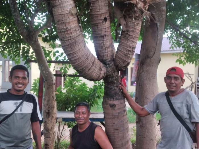 Heboh Pohon Kelapa Bercabang 4 di Kupang, Ditanam 22 Tahun Lalu tapi Gak Pernah Berbuah! 