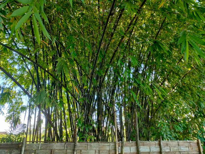 Fakta dan Mitos Pohon Bambu, Benarkah Jadi Sarang Jin? 