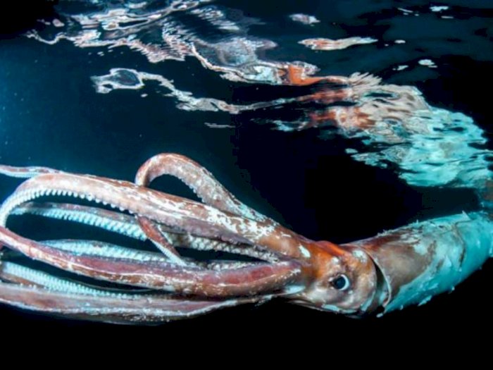 Penampakan Makhluk Laut Misterius, Cumi-Cumi Raksasa 2,5 Meter Terekam di Laut Jepang