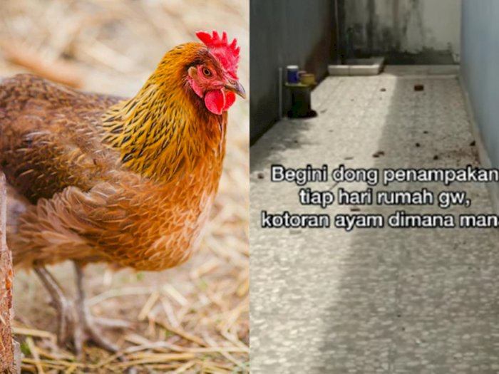 Nyesek! Warganet Curhat Teras Rumah Penuh Kotoran Gara-gara Tetangga Pelihara Ayam