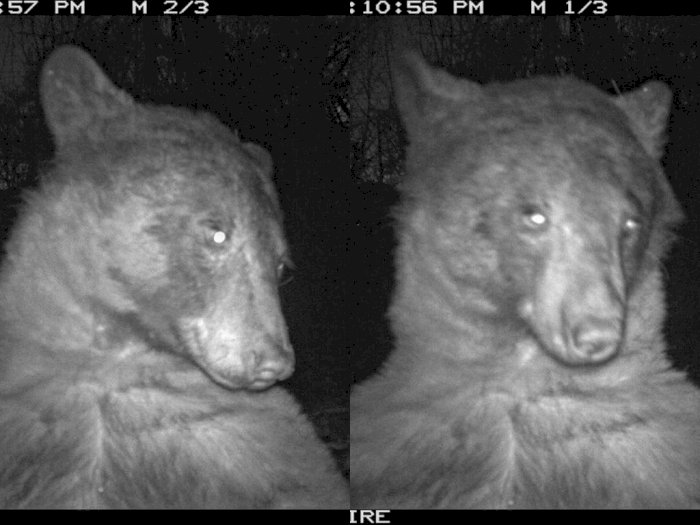 Gemas Sekaligus Takjub! Ilmuwan Temukan 400 Selfie Beruang dalam Kamera CCTV di Hutan