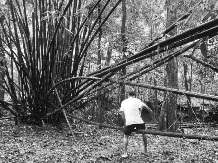 Mitos Larangan Melangkahi Pohon Bambu yang Merunduk, Konon Seketika Bakal Kesurupan!