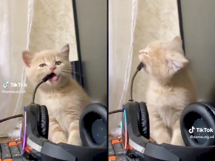Lucu dan Gemesin! Momen Kucing Gigit Mic Headset Gaming Sampe Bikin Pemilik Ngoceh-ngoceh