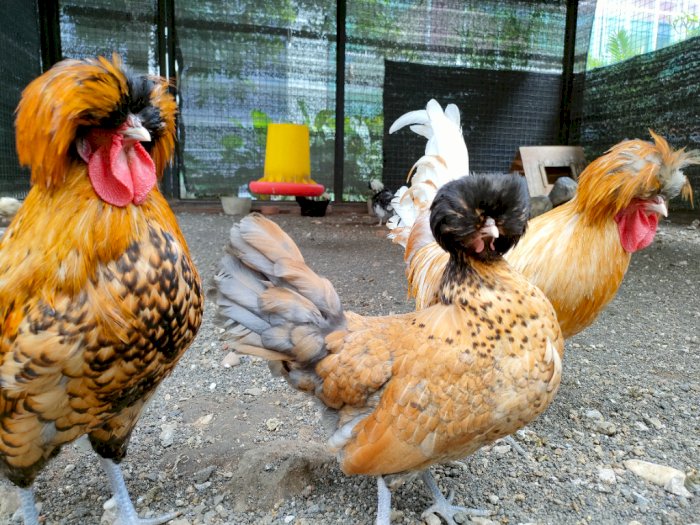 Mengenal Ayam Poland, Si Jambul yang Bikin Rezeki Ngumpul Harganya Rp4 Juta Per Ekor