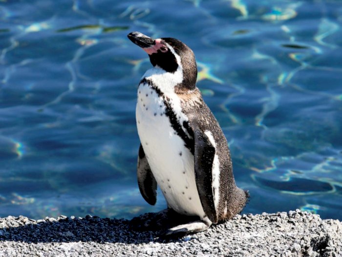 Ada Penemuan Koloni Penguin Baru di Antartika, Terlacak Satelit dari Luar Angkasa