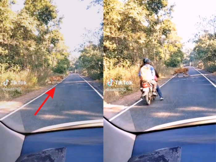 Lagi Asyik Motoran, Dua Pria Ini Ketemu Harimau: Auto Ngibrit, Kaki Gemeteran!