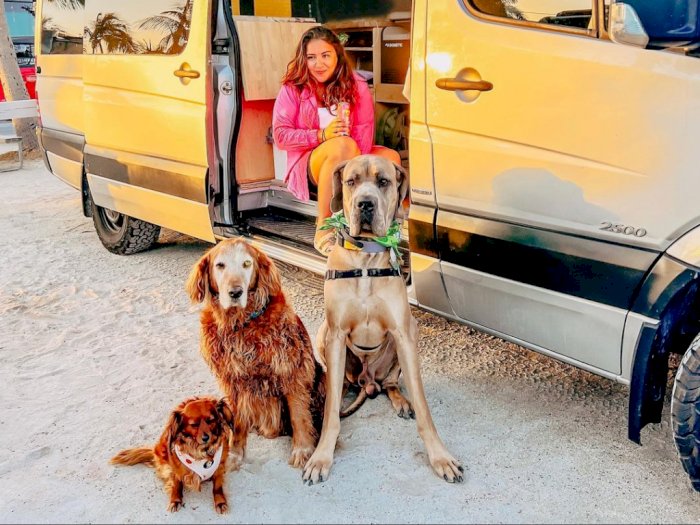 Kisah 3 Anjing Traveling Keliling Dunia, Bayar Ratusan Juta Buat Sewa Jet Pribadi
