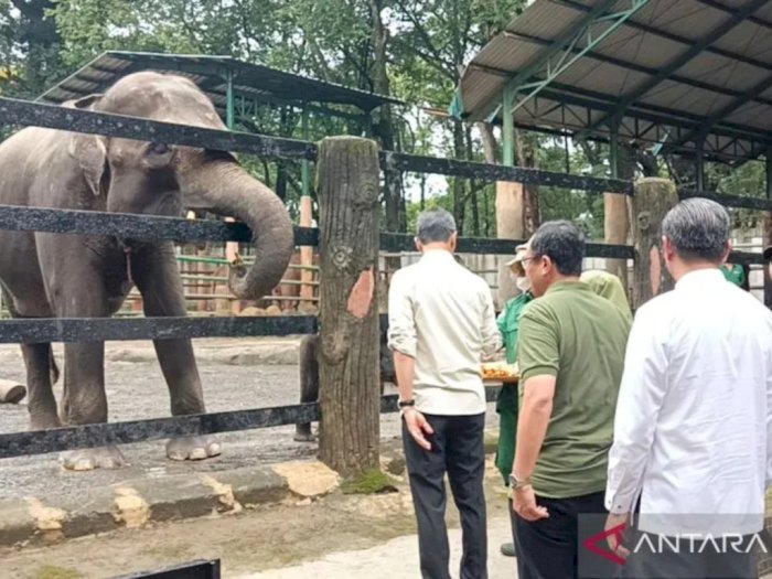 Anak Gajah dan Jerapah di Taman Margasatwa Ragunan Dapat Nama Baru dari Pj Gubernur