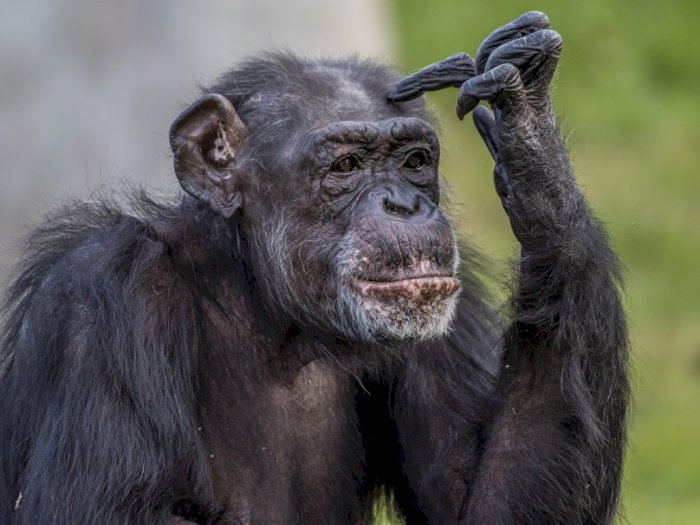 Apes, Gadis Ini Dilempar Botol oleh Simpanse di Kebun Binatang China!