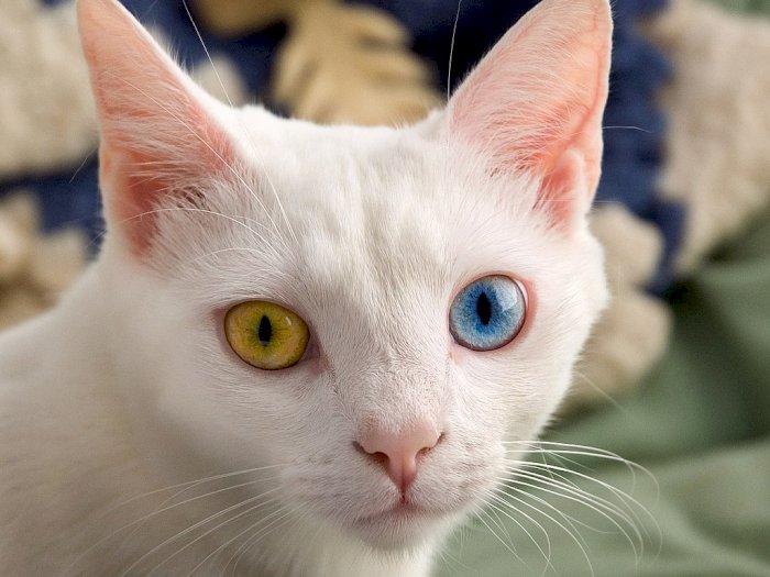 Punya Mata Beda Warna, Ini Fakta Menarik Si Cantik Kucing Odd Eye yang Jarang Diketahui