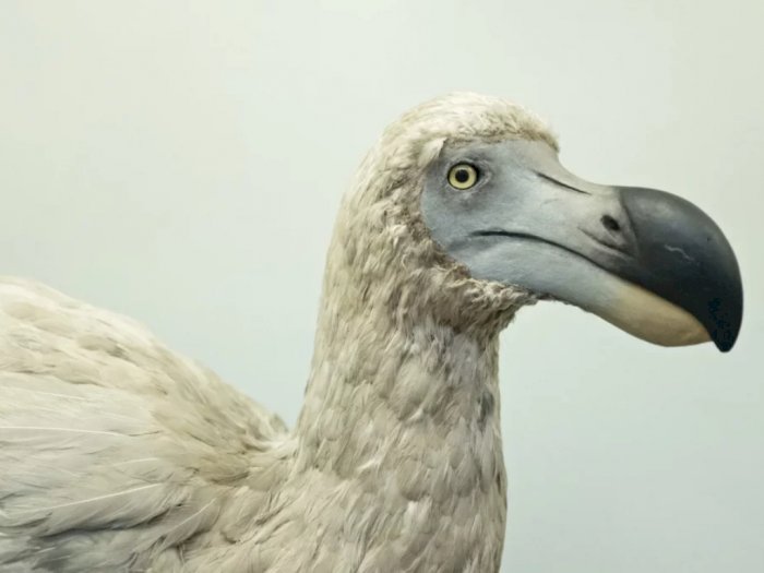 Ilmuwan Ingin Bangkitkan Burung Dodo yang Sudah Punah, Berhasil Gak Ya?