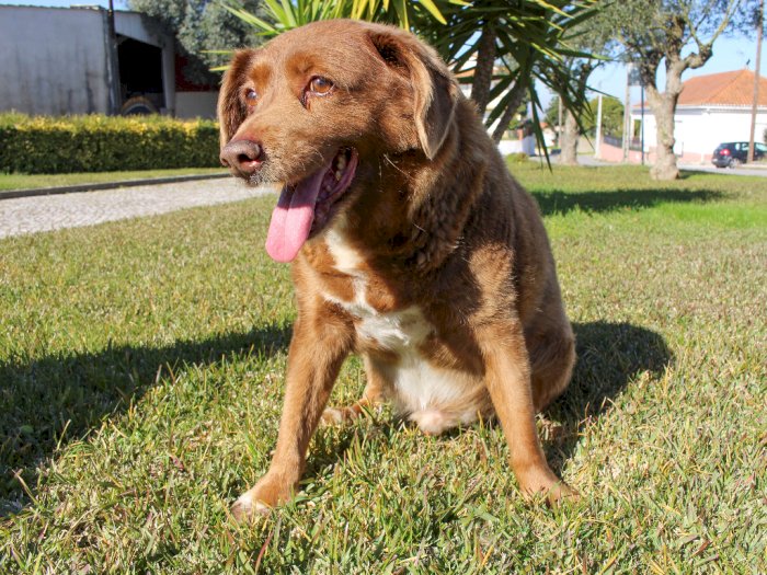 Halo Ini Bobi Si Anjing Tertua di Dunia, Umurnya 30 Tahun