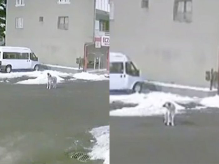 Viral Video Lolongan Anjing di Turki Sebelum Gempa 7,8 SR Terjadi