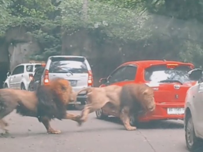 Viral Dua Singa Bertarung hingga Pecahkan Kaca Lampu Mobil Pengunjung di Taman Safari