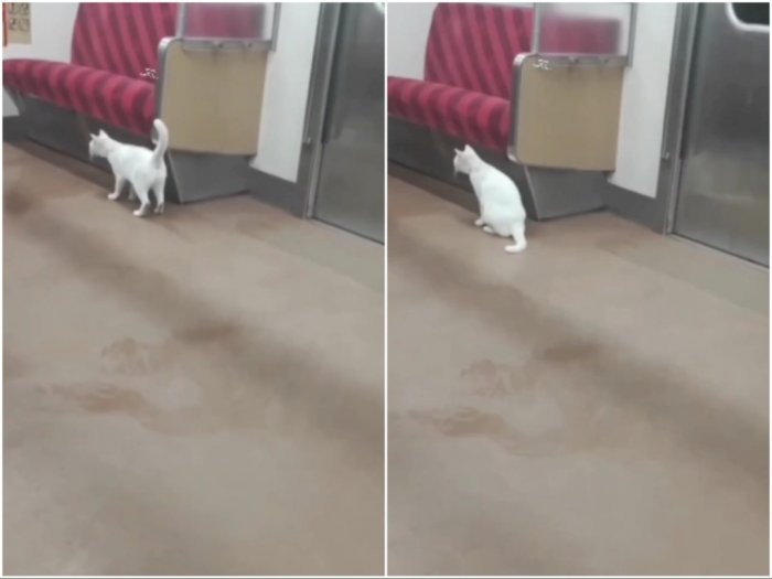 Ada Kucing Naik KRL dari Stasiun Citayam Diturunin di Depok Lama, Netizen Mikirin Anaknya