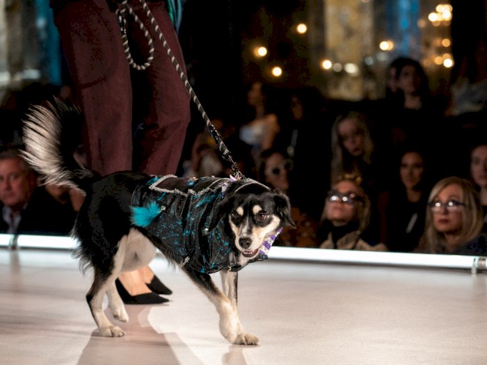 Gemasnya Anjing Ramaikan Panggung New York Fashion Week 2023, Gak Kalah Modis dari Model