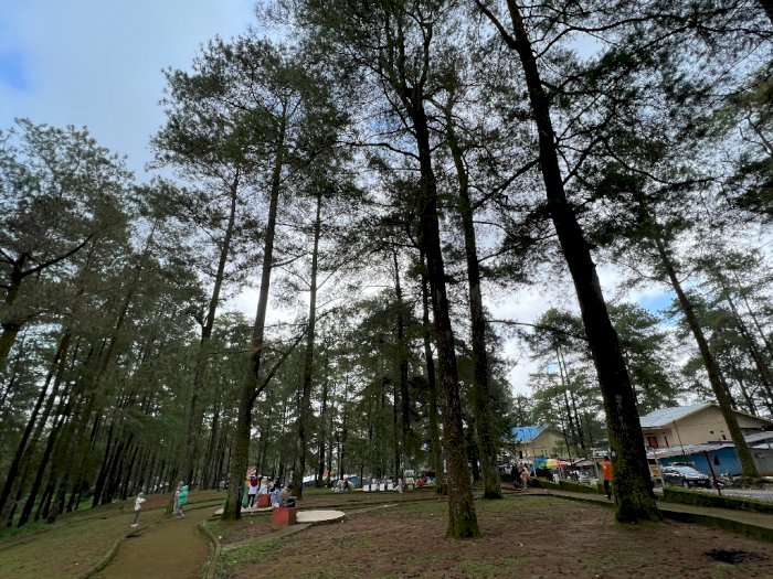 Nikmati Indahnya Taman Pinus di Malino, Rindang Banget Menyejukkan Mata