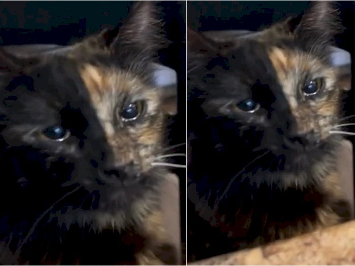 Momen Kucing Nangis di Dapur Gara-gara Bawang Bombay, Mukanya Sedih tapi Bikin Ngakak