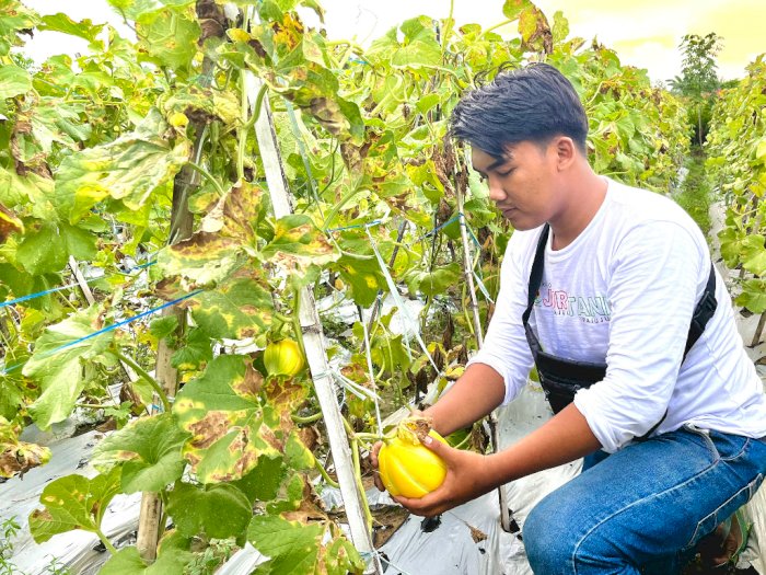 Melon Artodung Farm Pamekasan, Wisata Petik Buah Langsung dari Pohonnya di Madura 