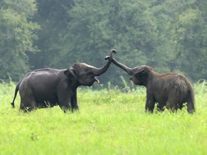 Kemunculan 2 Ekor Gajah di Sumbar Menghebohkan, Kembali Terlihat Setelah 43 Tahun Silam