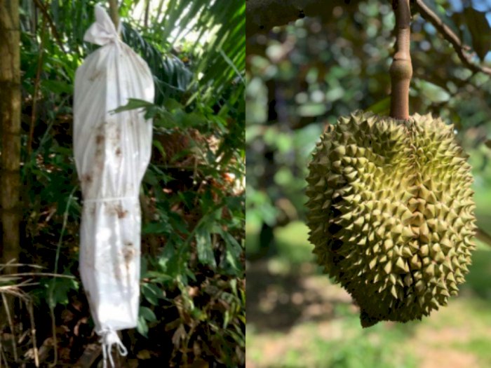 Tangkal Maling, Hii... Ada Sosok Pocong Bergelantungan di Pohon Durian 