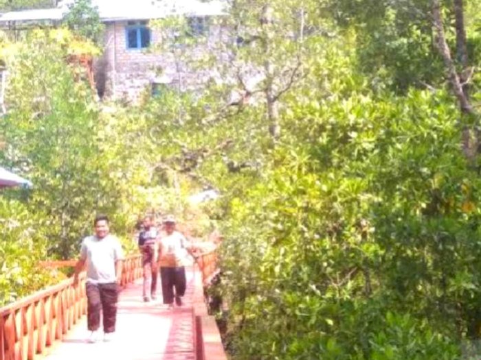 Libatkan Masyarakat Adat, Taman Hutan Mangrove di Biak Beri Kesejahteraan Ekonomi