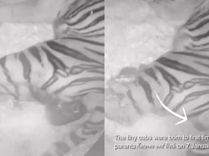 Momen Harimau Sumatera Melahirkan 2 Anak di Kebun Binatang Inggris, Disambut Bahagia