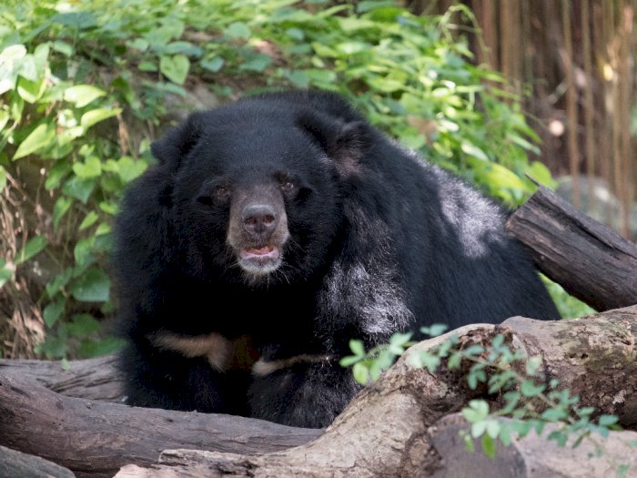 Kisah Nyata 'Cocaine Bear', Seekor Beruang Hitam yang Tewas Setelah Makan Kokain
