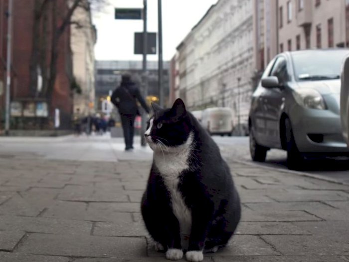 Kucing Gemuk Ini Jadi Ikon Wisata Polandia, Wisman Berbondong-bondong Mengunjunginya