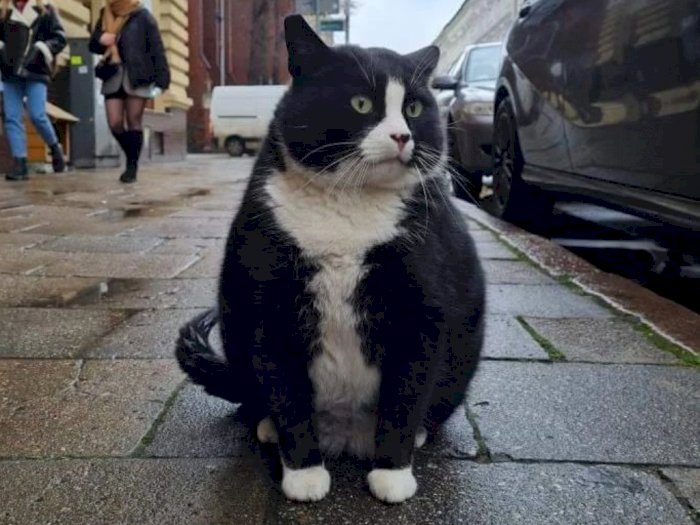 Kucing Gemoy Bernama 'Gacek' Jadi Objek Wisata Terpopuler di Polandia, Yuk Meet Up!